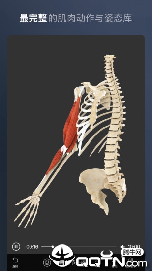 维萨里3D解剖app3
