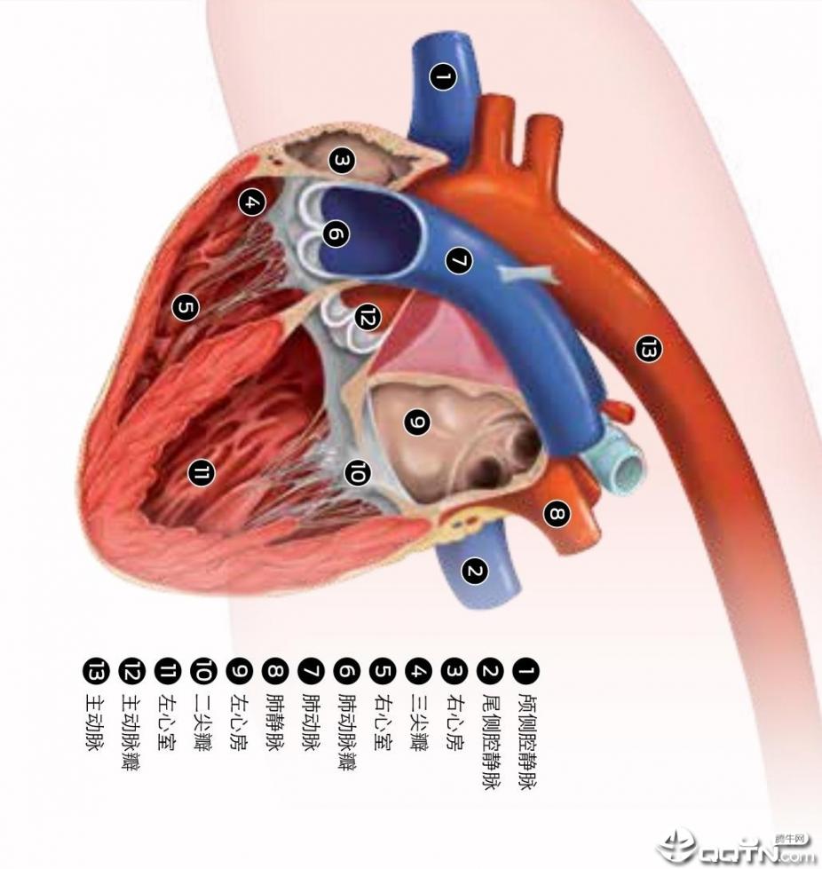 勃欣定3D心脏模型软件4