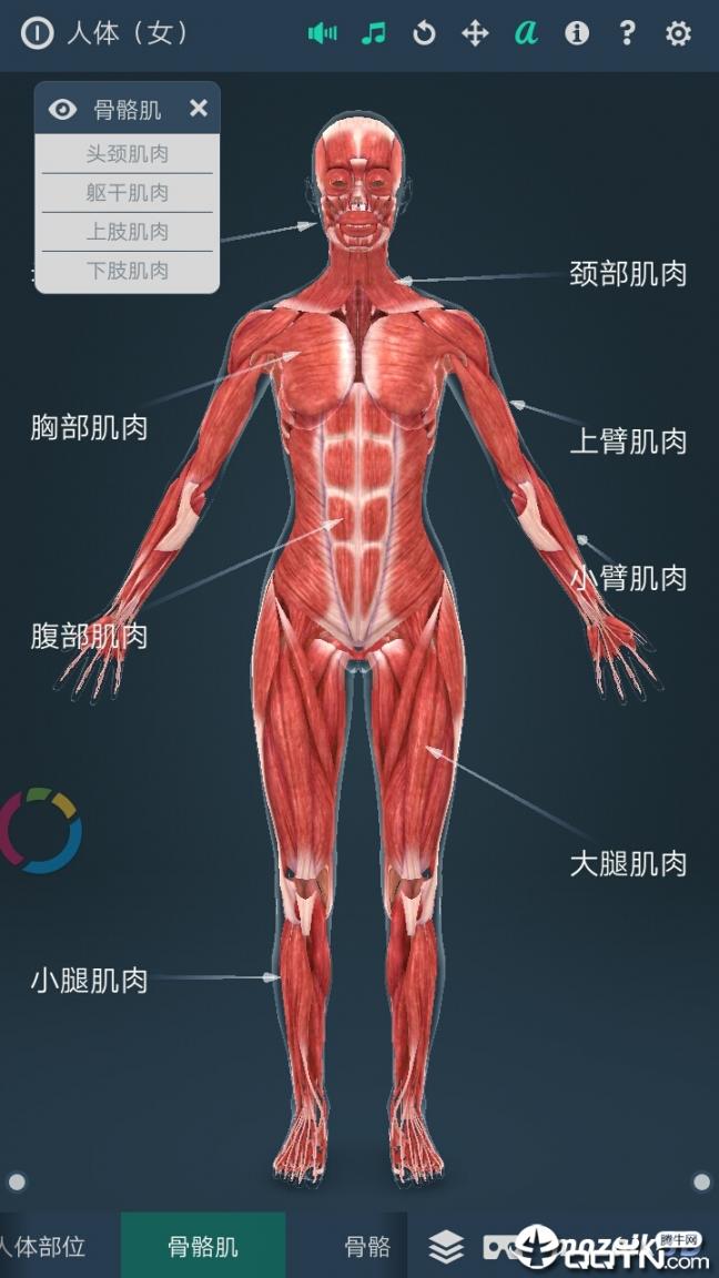 人体解剖女性4