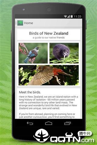 新西兰的鸟2