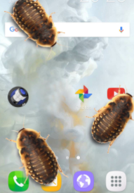 虫子电话的笑话app